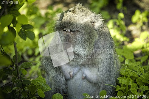 Image of Monkey on the tree