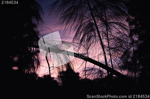 Image of Asian Pine tree
