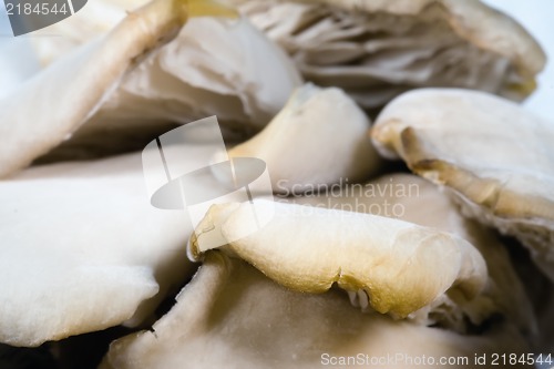 Image of Mushrooms close up photo