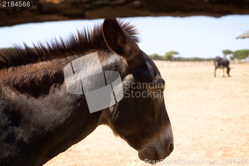 Image of Donkey