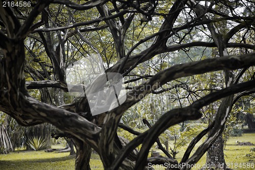 Image of Asian tree