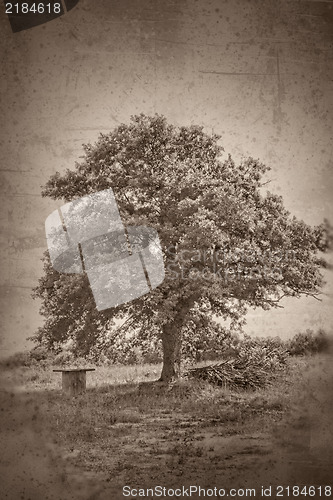 Image of Grunge textured  collage - Oak tree