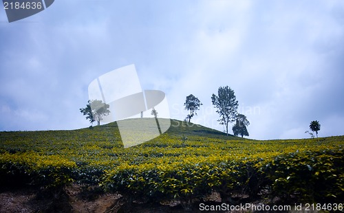 Image of Indonesian tea fields