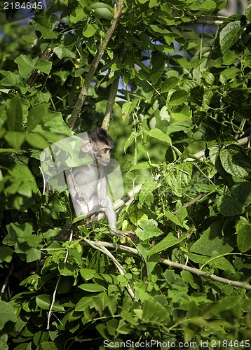 Image of Young wild monkey on the tree