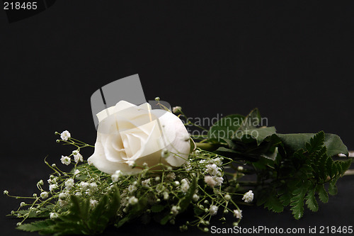 Image of Closeup of a White Rose