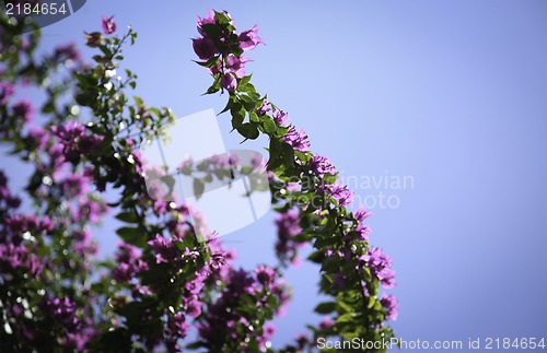 Image of Fruit tree branches at spring time