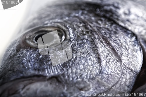 Image of Fish close up