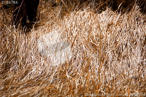 Image of Dry grass