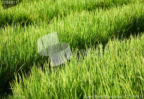 Image of Rice field