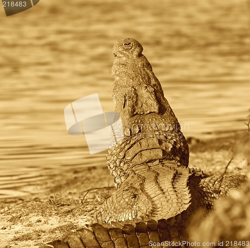 Image of crocodile in sepia