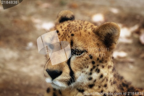 Image of Cheetah portrait