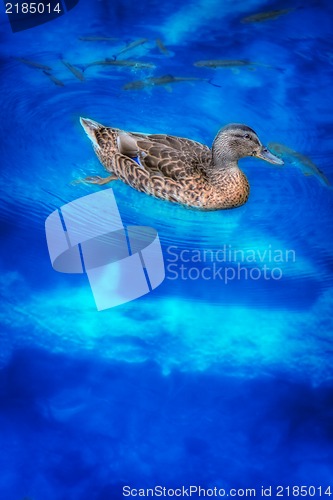 Image of Duck swimming in a blue lake