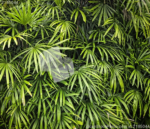 Image of Green forrest leaves background