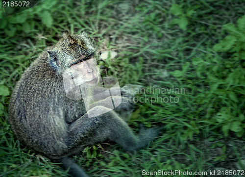 Image of Wild monkey sitting, artistic processed and toned photo