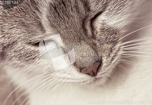 Image of Portrait of a happy kitten in sepia tone