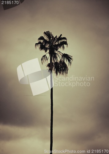 Image of Palm tree ,retro style artistic toned photo