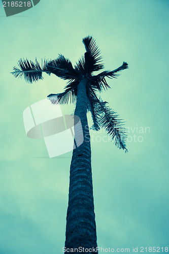 Image of Palm tree