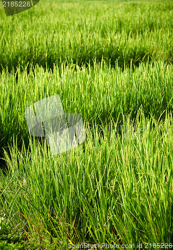 Image of Rice field