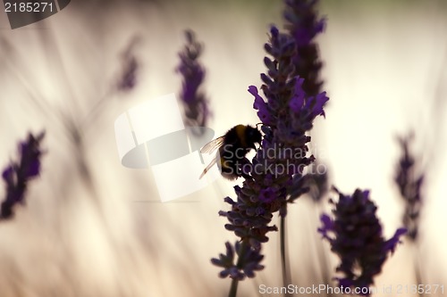 Image of Bumble bee