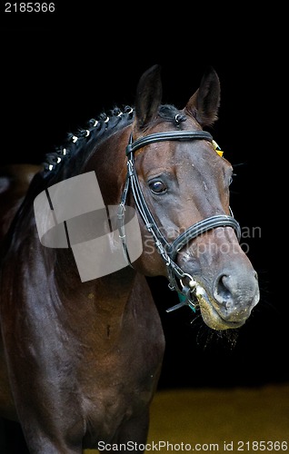 Image of stallion - breeder horse on dark background