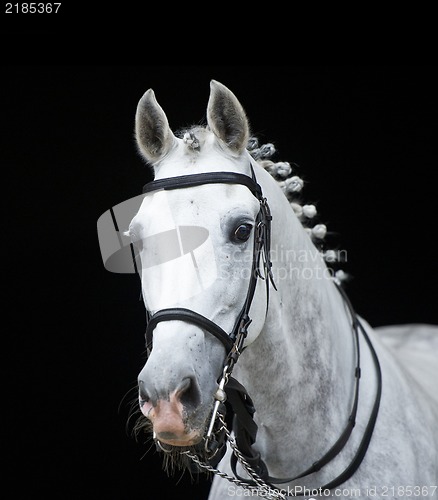 Image of grey orlov trotter horse on black