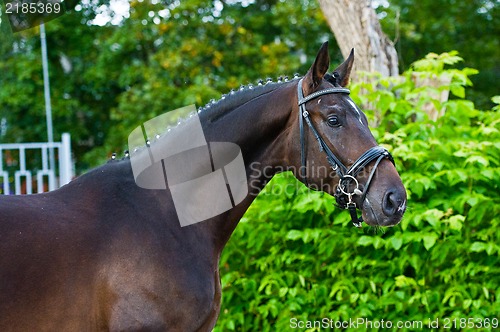 Image of stallion - breeder horse on green background