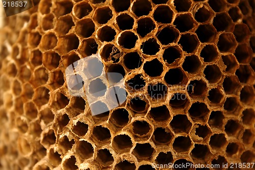 Image of Wasp Nest