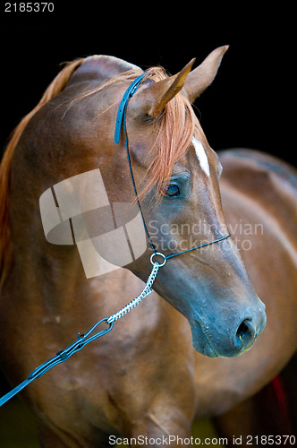 Image of Red arabian horse portrait on black