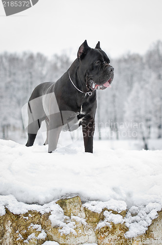 Image of black cane corso dog winter portrait