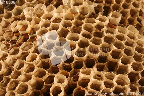 Image of Wasp Nest