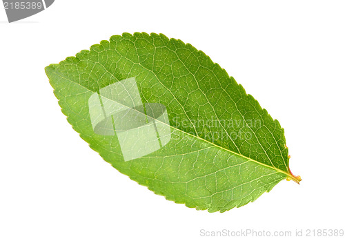 Image of Green leaf of apple-tree