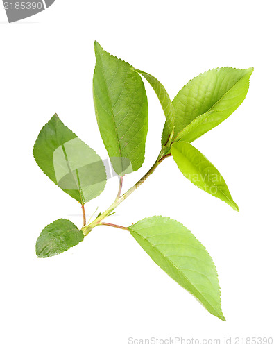 Image of Sprout with leaf of apple-tree