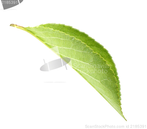 Image of Green leaf of apple-tree