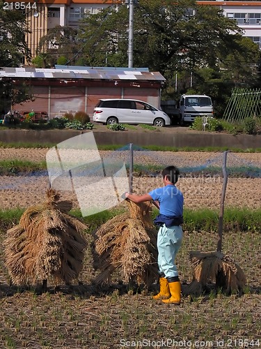 Image of Agriculturist in a rice field