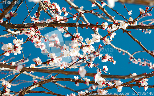 Image of Spring white blossom tree