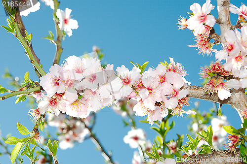 Image of Spring blooming cherry tree against blue sky