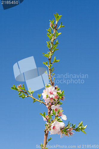 Image of Cherry tree branch blossom against sky