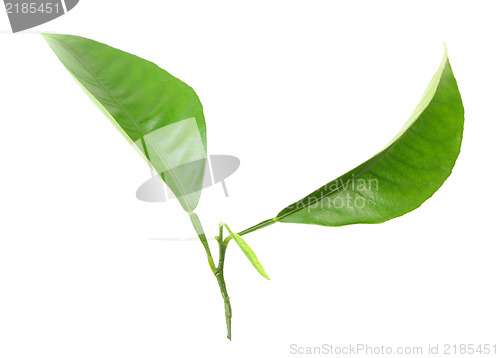 Image of Two green leaf