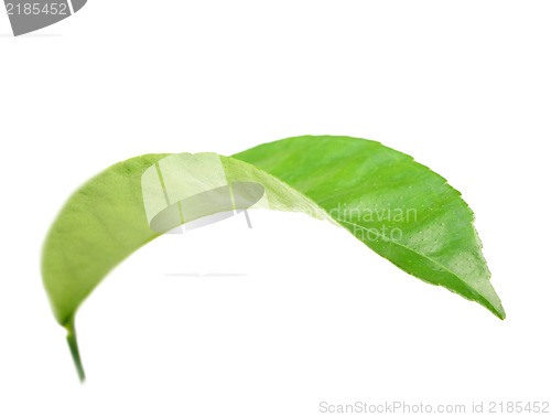 Image of Curving a green leaf