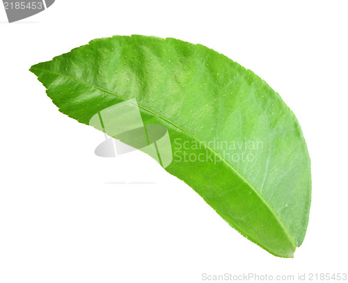 Image of Green leaf of citrus-tree