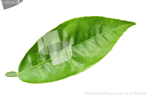 Image of Green leaf of citrus-tree