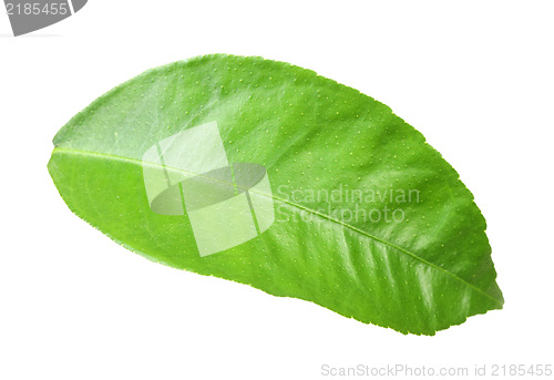 Image of Green leaf of citrus-tree