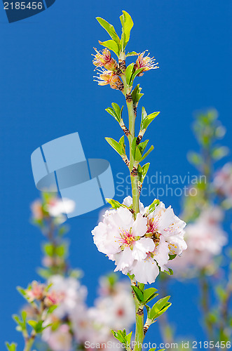 Image of Pink and white spring blooming