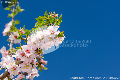 Image of Bunch of spring pink bloom