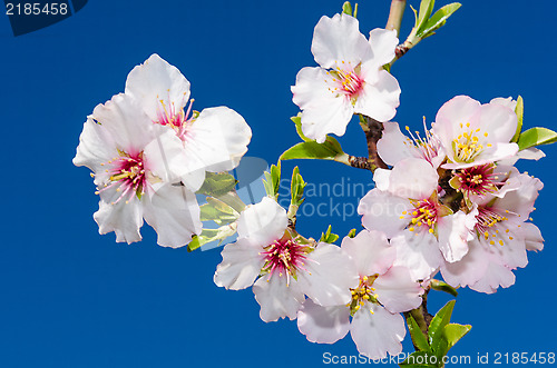 Image of Closeup colorful spring blossom