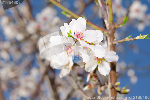 Image of Apricot tree blooming bunch