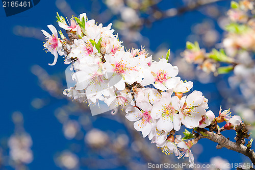 Image of Spring blossom of apricot tree