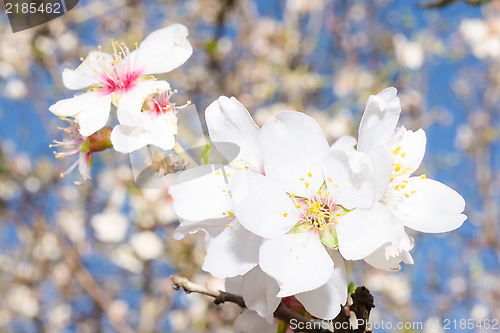 Image of Apricot tree flowers bloom