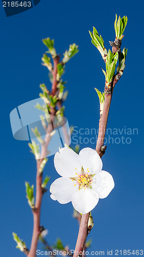 Image of White spring flower on fresh branch