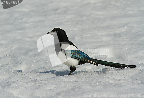 Image of Magpie